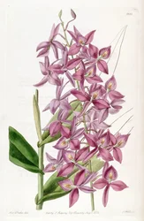 Barkeria skinneri (als syn. Epidendrum skinneri)